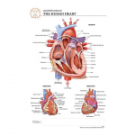 The Heart "Post It" Chart_noscript