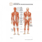 Muscular System "Post It" Chart_noscript