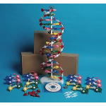 DNA Model Kit_noscript