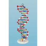 DNA Model_noscript
