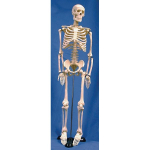 Human Skeleton Model_noscript