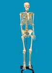 Life-Sized Human Skeleton Model_noscript