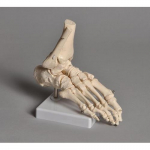 Human Foot Model_noscript