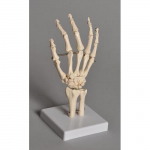 Human Hand Model_noscript