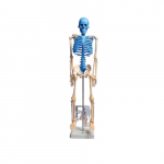 Human Skeleton Model with Guide_noscript