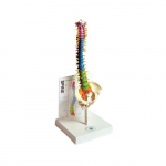 Human Small Spine Model with Guide_noscript