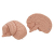 Additional image #5 for 3B Scientific 1000223
