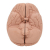 Additional image #6 for 3B Scientific 1000223
