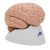 Additional image #1 for 3B Scientific 1000225