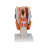 Additional image #2 for 3B Scientific 1000272