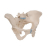 Additional image #1 for 3B Scientific 1000285