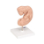 Additional image #2 for 3B Scientific 1014207