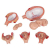 Additional image #4 for 3B Scientific 1018633