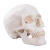 Additional image #6 for 3B Scientific 1020159