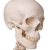 Additional image #3 for 3B Scientific 1020172
