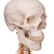Additional image #3 for 3B Scientific 1020176