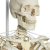 Additional image #2 for 3B Scientific 1020180