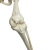 Additional image #6 for 3B Scientific 1020180