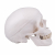 Additional image #1 for 3B Scientific 1020656