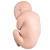 Additional image #1 for 3B Scientific 1020700