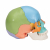 Additional image #2 for 3B Scientific 1023540
