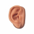 Additional image #1 for 3B Scientific 3011913