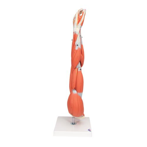 3b Scientific 1000015, Muscle Arm Model, 3/4 Life Size