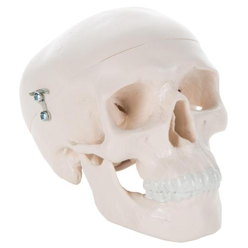 3b Scientific 1000041, Mini Human Skull Model