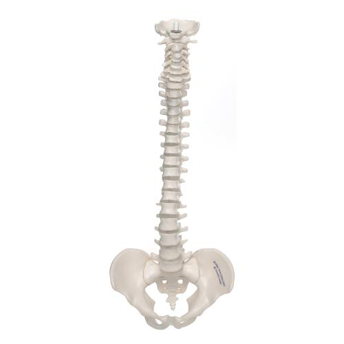 3b Scientific 1000042, Mini Human Spinal Column Model, Flexible