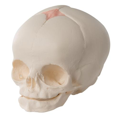 3b Scientific 1000057, Fetal Skull Model, Natural Cast