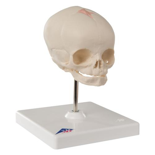 3b Scientific 1000058, Fetal Skull Model, Natural Cast