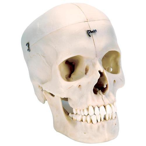 3b Scientific 1000062, Human Bony Skull Model