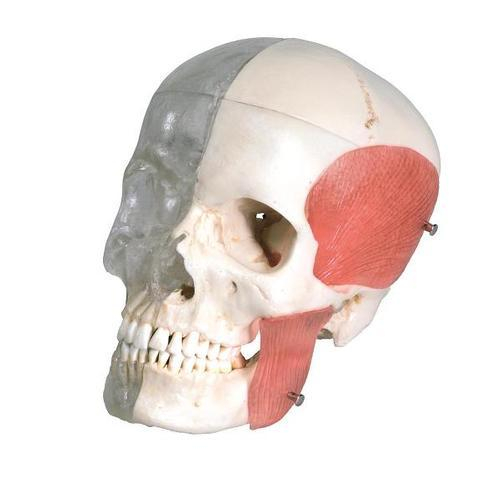 3b Scientific 1000063, Human Skull Model, Half Transparent