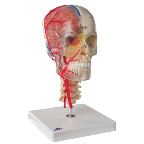 3b Scientific 1000064, Human Skull Model, Half Transparent