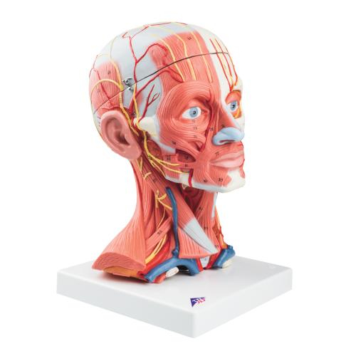 3b Scientific 1000214, Head And Neck Musculature Model