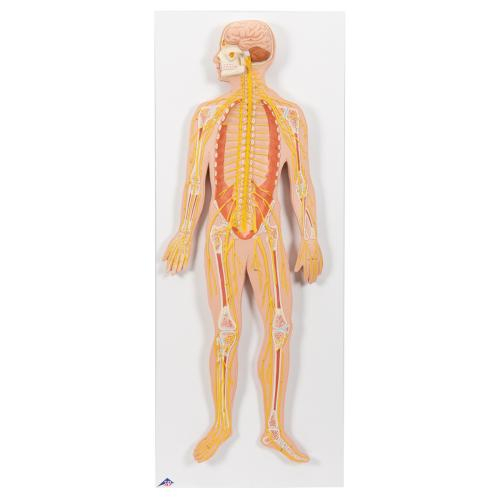 3b Scientific 1000231, Nervous System Model, 1/2 Life Size