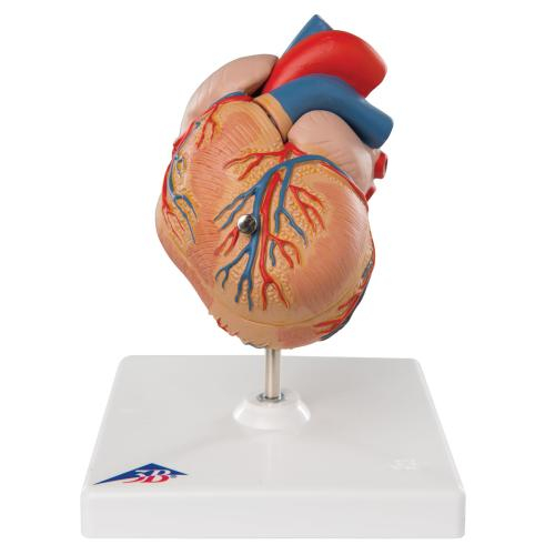 3b Scientific 1000261, Classic Heart Model With Lvh