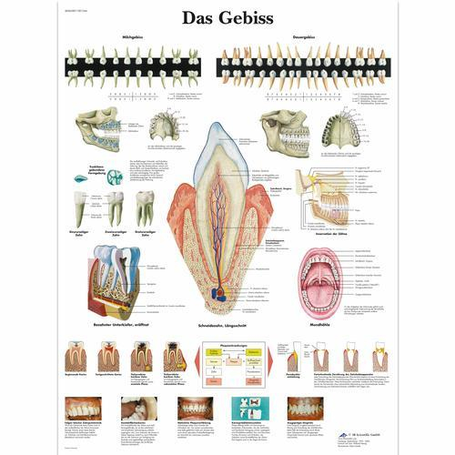 3b Scientific 1001344, Chart "das Gebiss"