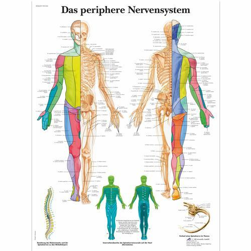 3b Scientific 1001424, Chart "das Periphere Nervensystem"