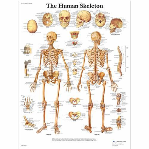 3b Scientific 1001468, Chart "the Human Skeleton"