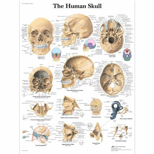 3b Scientific 1001478, Chart "the Human Skulls"