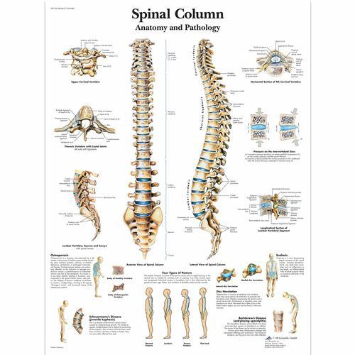 3b Scientific 1001480, Chart "spinal Column"
