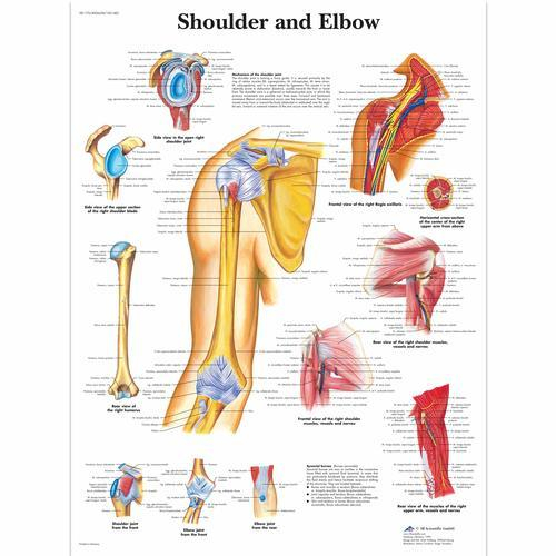 3b Scientific 1001482, Chart "shoulder And Elbow"