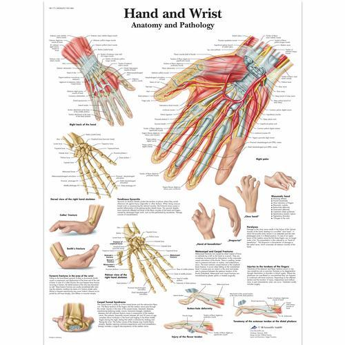 3b Scientific 1001484, Chart "hand And Wrist"