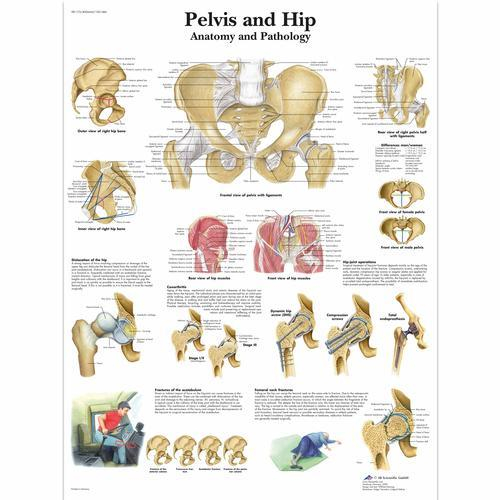 3b Scientific 1001486, Chart "pelvis And Hip"