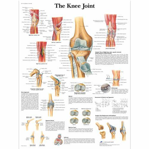 3b Scientific 1001488, Chart "the Knee Joint"