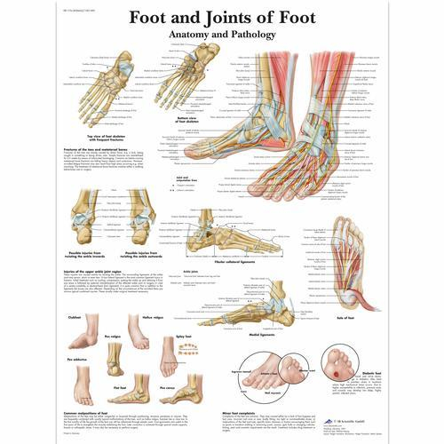 3b Scientific 1001490, Chart "foot And Joints Of Foot"