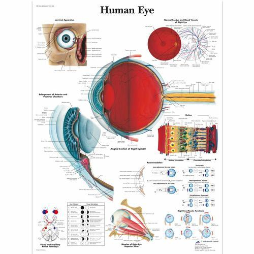 3b Scientific 1001496, Chart "human Eye"