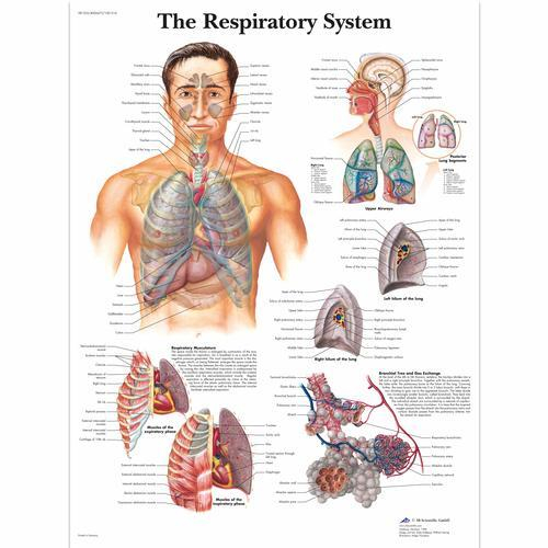 3b Scientific 1001516, Chart "the Respiratory System"