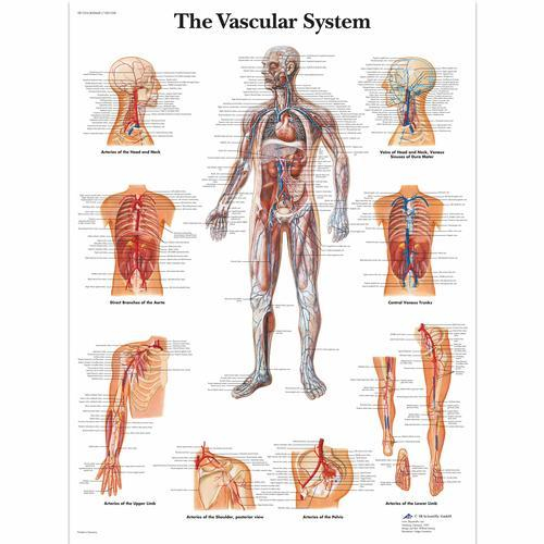 3b Scientific 1001528, Chart "the Vascular System"